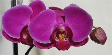 Purple Phalaenopsis Orchid Spacegurrrls Garden Log
