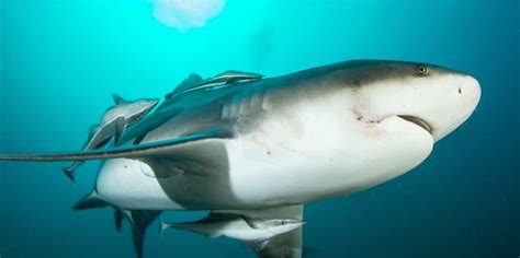 Meet The Fearless Fish That Turns Into A Dentist And Cleans Sharks