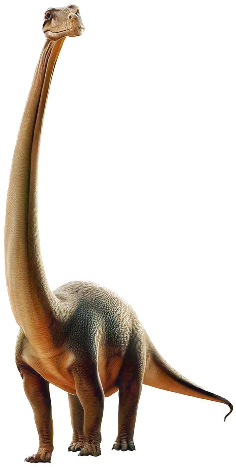 Brachiosaurus With PNG