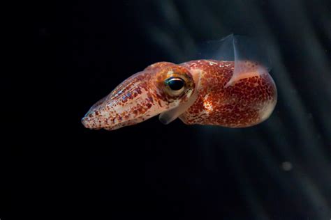 Essential Mechanism Of Symbiosis Found In Hawaiian Squid The