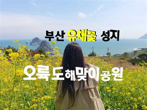 부산 오륙도 해맞이공원 수선화 유채꽃 4월 11월 비교 네이버 블로그