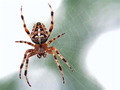 26 Spider Insect Wallpapers Wallpapersafari