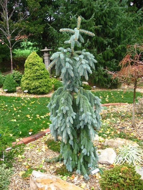 Spruce Blue Falls Weeping For Sale In Boulder Colorado
