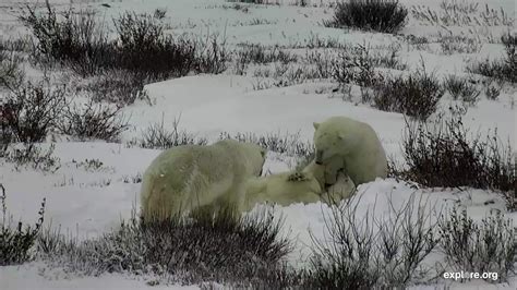 Im Watching Polar Bear Cam On Streaming Live From The