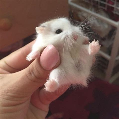 Just Look At This Tiny Fluff Hamsters Fofos Animais Bebés Fofinhos E