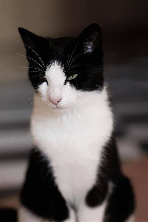 1294 Best Tuxedo Cats And Dogs Images On Pinterest Kitten