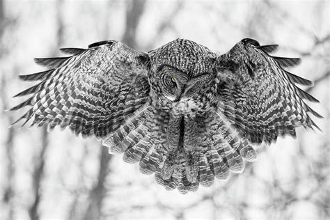The Great Grey Owl In Black And White Photograph By Mircea