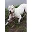 American Bulldog Breed » Info Pictures & More