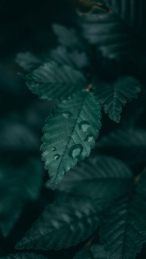 Dark aesthetic backgrounds free download for mobile phones you can preview and share this wallpaper. My Dramatic or 1st base | Dark green aesthetic, Green ...
