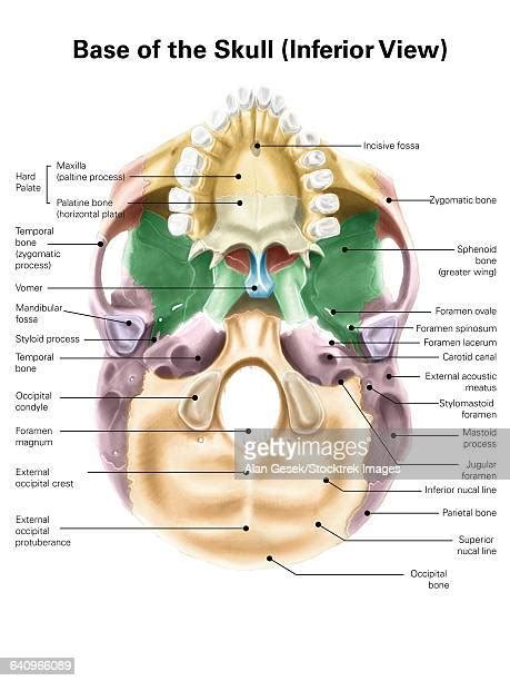 Occipital Bone Photos And Premium High Res Pictures Getty Images