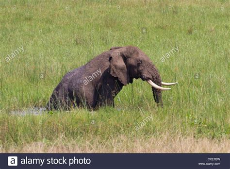Male African Elephant Loxodonta Africanasitting In Waterhole Queen