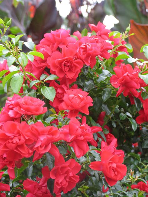 Flower Carpet Scarlet Groundcover Rose Pahls Market Apple Valley Mn