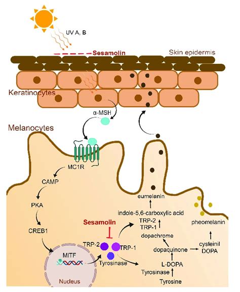 Sesamolin Was Able To Inhibit Melanin Production Via Two Mechanisms