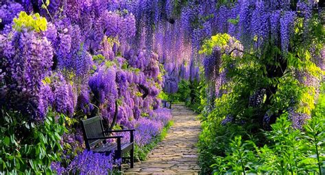 A Peaceful Place To Walk Beautiful Flowers Beautiful Places Long