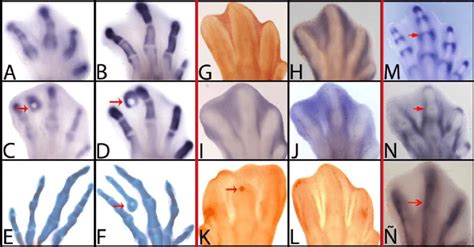 Limb Morphogenesis Involves The Fine Tuning Of Various Processes