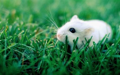 2560x1600 Hamster Grass Rodent Crawling Wallpaper Coolwallpapersme