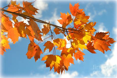 Fiery Autumn Leaves On Light Blue Sky Photograph By Miriam Danar Fine