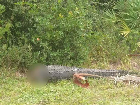 Decapitated Alligator Found On Side Of Florida Road Local Says