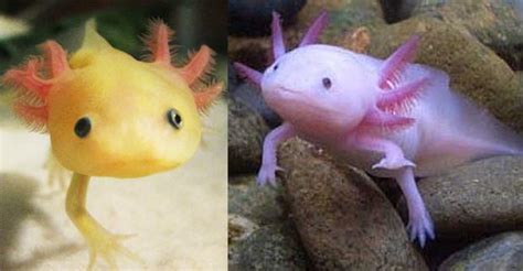 The Mexican Axolotl Siowfa14 Science In Our World