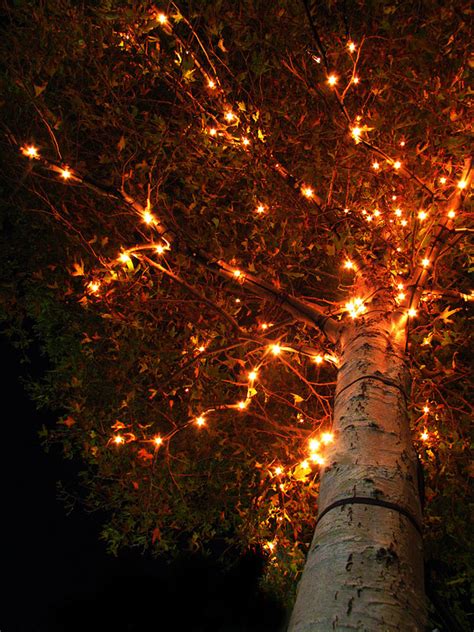 Halloween Tree Lights Pictures Photos And Images For