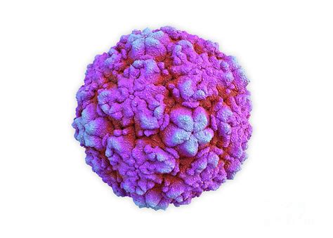 Rhinovirus Photograph By Roger Harrisscience Photo Library Pixels