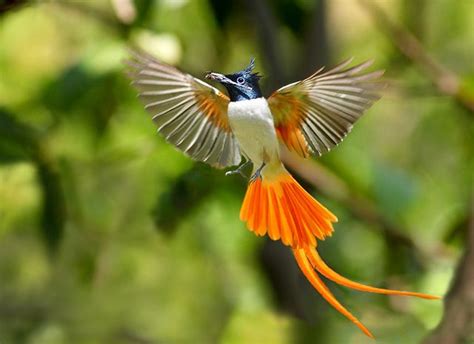 Pictures Of Birds Of Paradise Exotic Birds Flying 2