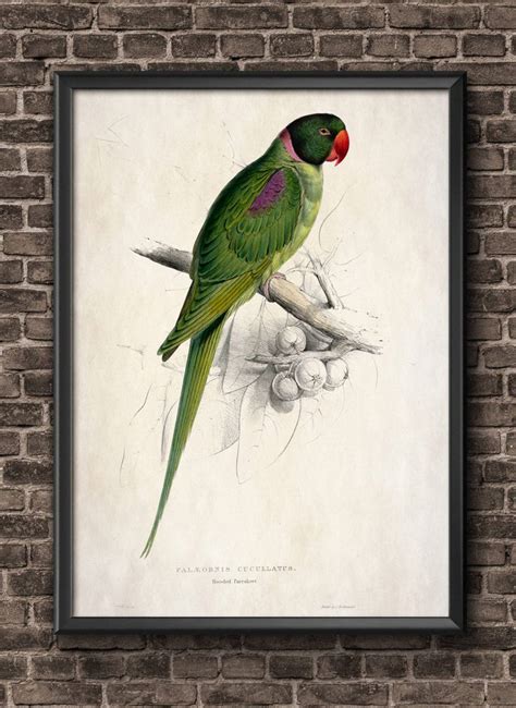 Parrot Bird Watercolor Wall Art Print Tropical Birds Home Decor