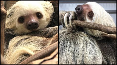 Buttonwood Park Zoo Welcomes Its First Female Sloth