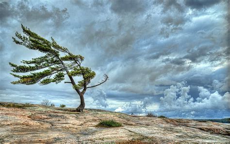 Tree Blown By Strong Winds Hd Wallpaper Peakpx