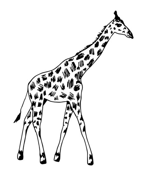 Hand Drawn Vector Illustration With Black Outline Full Length Giraffe