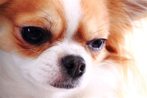 Chihuahua Dog Head In Profile Close Up Stock Image Image Of Fuzzy