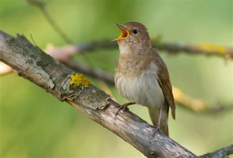 Perché Gli Uccelli Cantano Focusit
