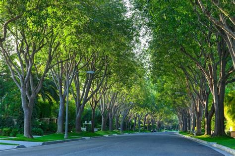 Californias Urban Trees Offer 1 Billion In Benefits