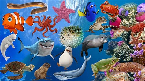 Learn Sea Animals Water Animals Names And Sounds For Kids Youtube