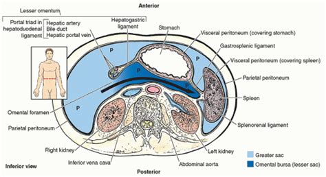 The Peritoneal Cavity Radiology Key