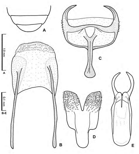 Cyphon Maculipennis Klausnitzer Male A Sternites Vvii B