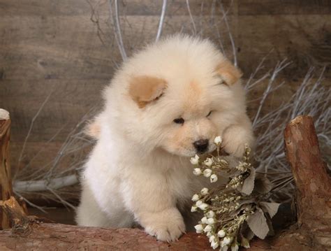 Click Here To See More Information About Chow Chows Chow Chow Puppies