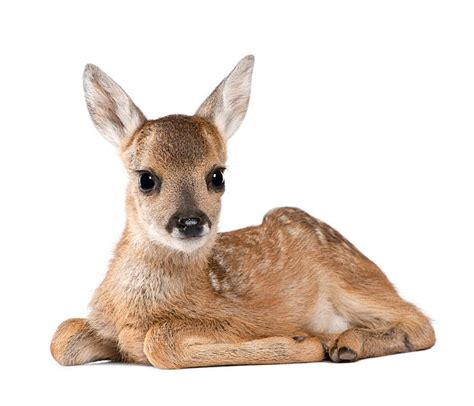 Baby Deer Stock Photos Pictures And Royalty Free Images Istock