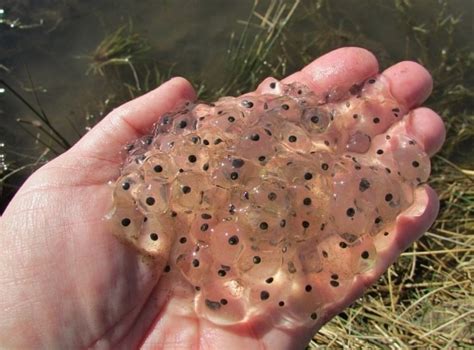 Check spelling or type a new query. Perbedaan Katak Dan Kodok Secara Ilmiah Lengkap ...