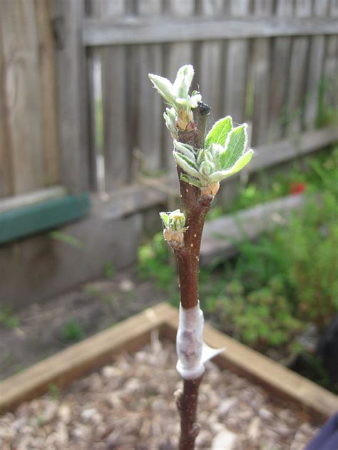 The Night Gardener Apple Grafting More Of