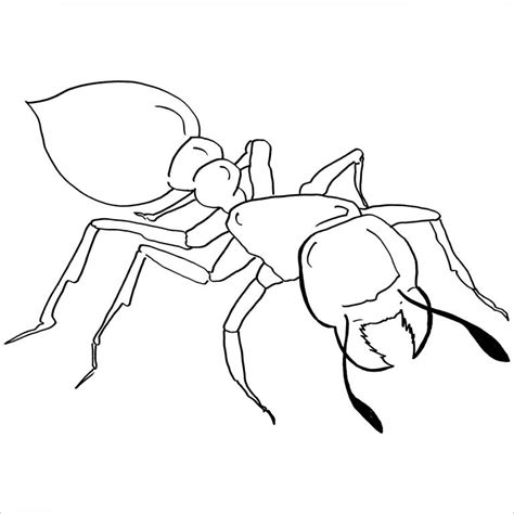 Coloring and activity books for all ages: Ant Coloring Pages - ColoringBay