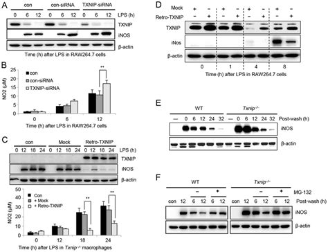 Txnip and autophagic signaling molecules were examined. TXNIP negatively regulates the production of NO and iNOS ...