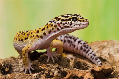 Gecko Leopardo Descripción Alimentación Y Cuidados Vetcon