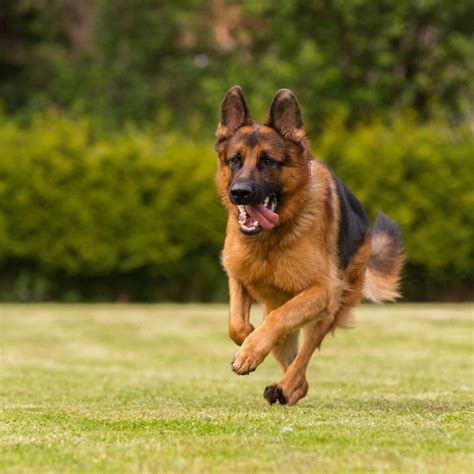 Incredible Information About The German Shepherd Boxer Mix