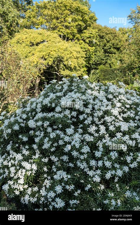 Fragrant White Star Shaped Flowers Of Choisya Londaz White Dazzler In