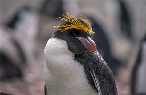 Crested Penguin Wikipedia