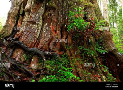 A Exterior Picture Of An Pacific Northwest Rainforest With Old Growth