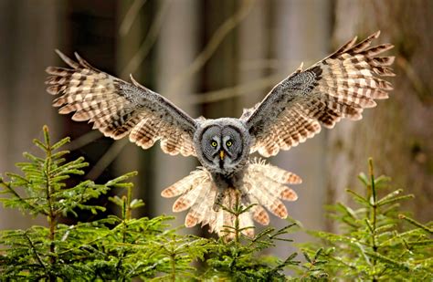 Owl Wings Inspire Noise Reduction In Wind Turbines And Aircraft •