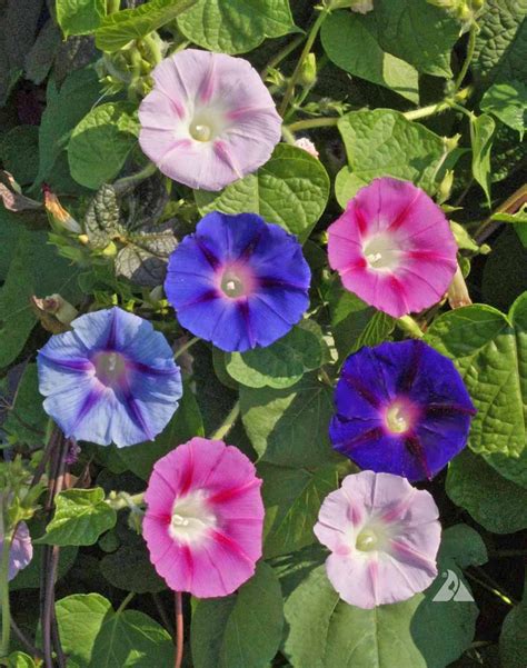 Morning Glory Vine Seeds From Around The World