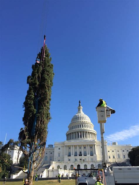 Photos Us Capitol Christmas Tree Arrives In Dc Wtop News